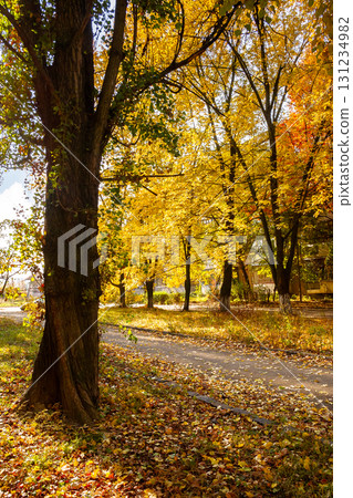 street on a sunny autumn day. scenic urban landscape of uzhhorod. row of old trees in yellow foliage along the walking path in bright light. ground covered in fallen leaves street on a sunny autumn day. scenic urban landscape of uzhhorod. row of old trees in yellow foliage along the walking path in bright light. ground covered in fallen leaves 131234982