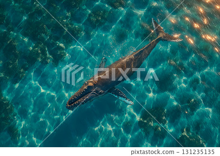 Whale Swimming in Clear Turquoise Shallow Ocean Water 131235135