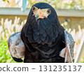Majestic Bald Eagle Close-Up Portrait with Piercing Yellow Eyes 131235137