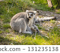 Ring-tailed lemur sitting on wooden log in natural habitat 131235138