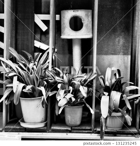 昭和風光 131235245