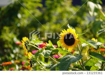 Midsummer and sunflowers Midsummer and sunflowers 131235361
