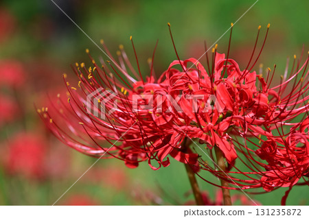 鮮豔盛開的紅花 131235872