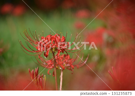 盛開的紅花蜘蛛百合 盛開的紅花蜘蛛百合 131235873