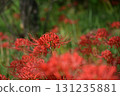 Red spider lilies in full bloom 131235881