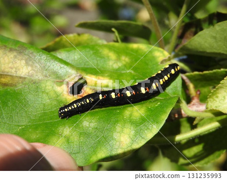 The larvae of the small starling moth attached to the leaves of the food plant, Aotsuzurafuji. 131235993