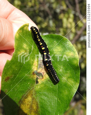 The larvae of the small starling moth attached to the leaves of the food plant, Aotsuzurafuji. 131235994