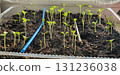 Young seedlings sprouting in soil tray indoors, delicate green shoots reaching for light, macro closeup of early plant growth and germination process in natural conditions. 131236038