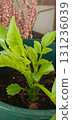 Closeup of tiny seedlings emerging from dahlia soil, tender green leaves at early growth stage, indoor germination process captured in detail, concept of agriculture and gardening. 131236039