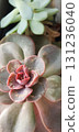 Echeveria succulent plant with fleshy rosette-shaped leaves in shades of green and pink, closeup macro detail of ornamental indoor flora in natural light. 131236040