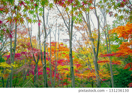 Fiery autumn leaves in late autumn 131236130