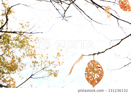 Photo of autumnal cherry blossom leaves with insect holes Photo of autumnal cherry blossom leaves with insect holes 131236132