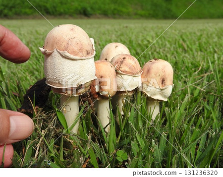 毒菇「Oshirokaranasatake」的幼菇 131236320