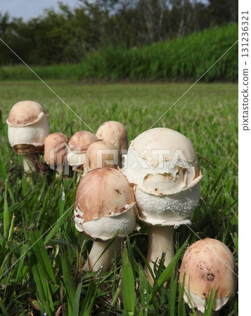 毒菇「Oshirokaranasatake」的幼菇 131236321