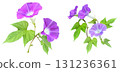 Morning glory flower clipping 131236361