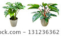Cutouts of houseplants (background transparent) 131236362