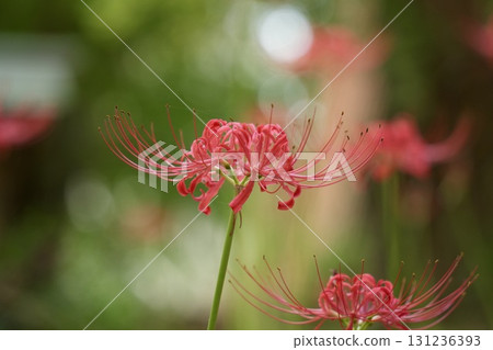 美麗綻放的紅花石蒜，背景虛化，閃閃發光 131236393