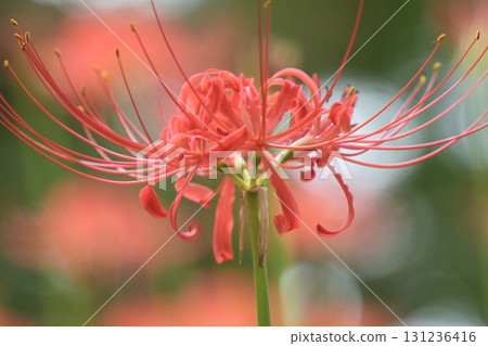 美麗綻放的紅花石蒜，背景虛化，閃閃發光 131236416