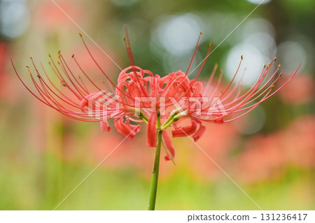 美麗綻放的紅花石蒜，背景虛化，閃閃發光 131236417