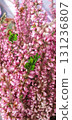 Calluna vulgaris heather with clusters of tiny pink blossoms and green foliage, closeup of ornamental wildflower, outdoor seasonal bloom captured in natural light. 131236807