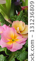 Primula vulgaris with soft pink and yellow petals and textured green leaves, closeup of spring garden flower blooming in natural daylight, detailed ornamental plant photography. 131236809