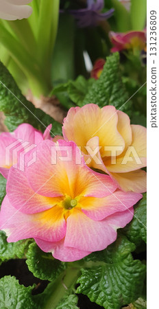 Primula vulgaris with soft pink and yellow petals and textured green leaves, closeup of spring garden flower blooming in natural daylight, detailed ornamental plant photography. Primula vulgaris with soft pink and yellow petals and textured green leaves, closeup of spring garden flower blooming in natural daylight, detailed ornamental plant photography. 131236809