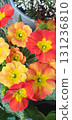 Primula vulgaris with red, orange and yellow petals blooming in garden pot, closeup of vivid spring ornamental flower cluster with textured green leaves in sunlight. 131236810
