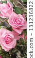 Pink roses, Rosa in bloom with layered petals and green foliage, closeup of ornamental garden flower captured in natural daylight, romantic floral composition. 131236822