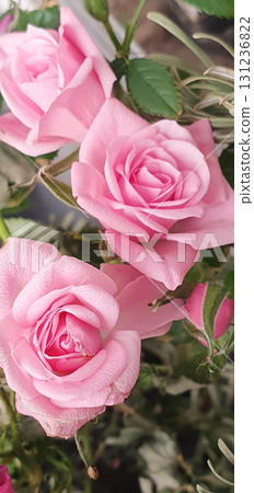 Pink roses, Rosa in bloom with layered petals and green foliage, closeup of ornamental garden flower captured in natural daylight, romantic floral composition. 131236822