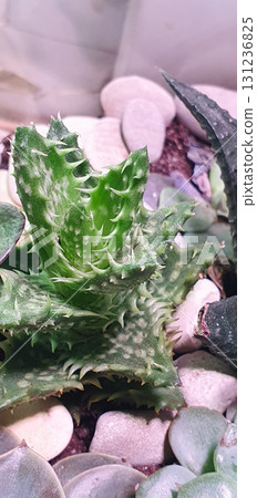 Decorative Aloe hybrid succulent with green spiky leaves and white spots, planted in pot with decorative stones, closeup macro detail of indoor ornamental plant. Decorative Aloe hybrid succulent with green spiky leaves and white spots, planted in pot with decorative stones, closeup macro detail of indoor ornamental plant. 131236825