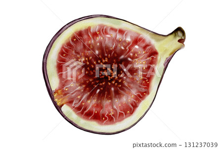 Fig watercolor. Fig tree fruit illustration on a white background. Food clip art. Ideal for cosmetics logos and culinary recipes. Fig watercolor. Fig tree fruit illustration on a white background. Food clip art. Ideal for cosmetics logos and culinary recipes. 131237039