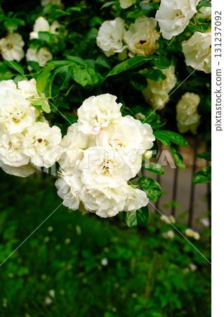 White Rose Summer Snow 131237092