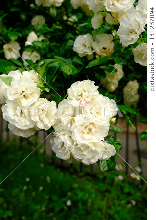 White Rose Summer Snow White Rose Summer Snow 131237094