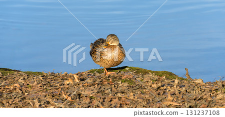 Brown duck is basking in the sun on a lake shore Brown duck is basking in the sun on a lake shore 131237108