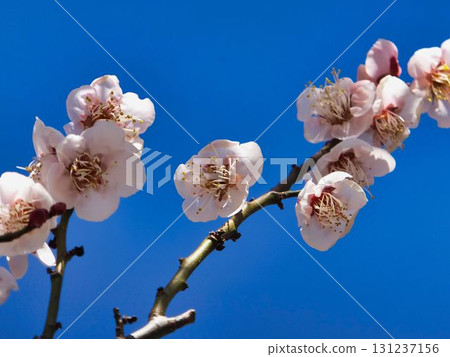 白梅花 白梅花 131237156