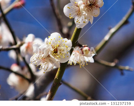 明亮的白色梅花 明亮的白色梅花 131237159