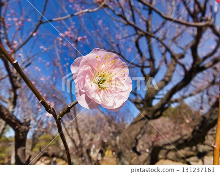 淡粉色的梅花 淡粉色的梅花 131237161