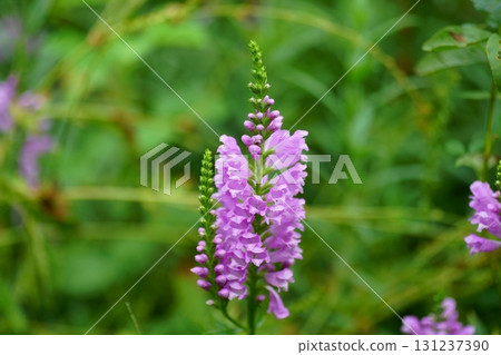 Hanatraneo的花朵 Hanatraneo的花朵 131237390