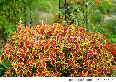 錦紫蘇 錦紫蘇 131237392