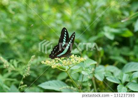 Bluebottle sucking the nectar of Cayratia japonicum 131237393