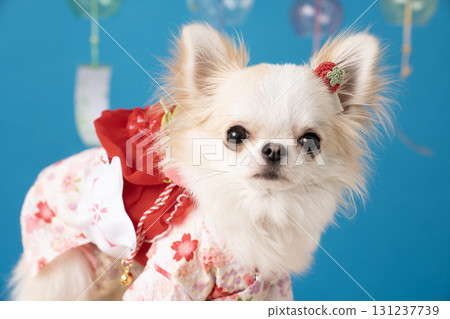 Blue back, wind chimes and a chihuahua wearing a yukata 131237739