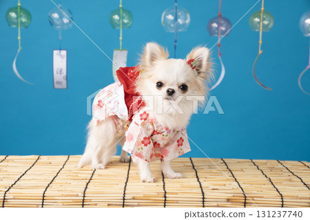 Blue back, wind chimes and a chihuahua wearing a yukata 131237740