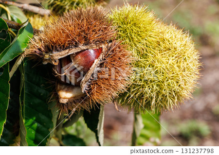 Chestnuts grown in a chestnut tree, the taste of autumn Chestnuts grown in a chestnut tree, the taste of autumn 131237798
