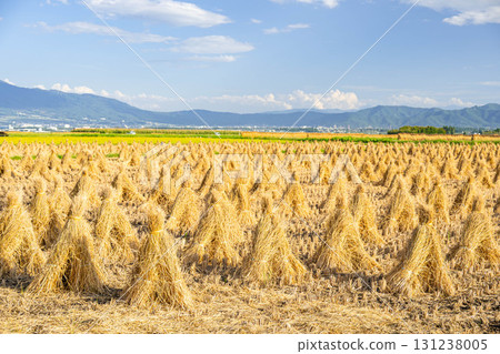 松本市脫粒後晾曬稻草 131238005