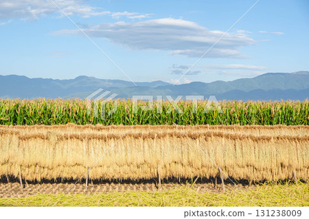 Landscape with daffodils and dent corn, Matsumoto City Landscape with daffodils and dent corn, Matsumoto City 131238009