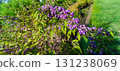 Murasakikibu 131238069