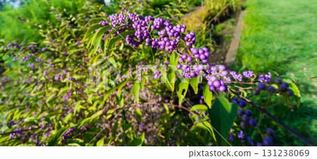 Murasakikibu 131238069