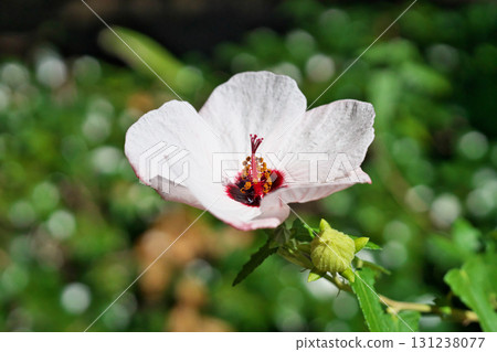 White Hibiscus takasago flowers (autumn, September) White Hibiscus takasago flowers (autumn, September) 131238077