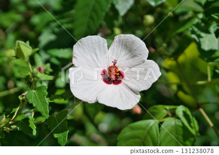 White Hibiscus takasago flowers (autumn, September) White Hibiscus takasago flowers (autumn, September) 131238078