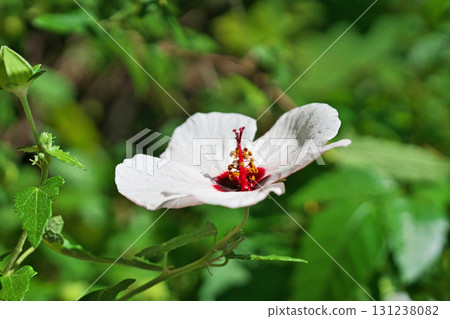 白芙蓉高砂花(秋季,9月) 白芙蓉高砂花(秋季,9月) 131238082
